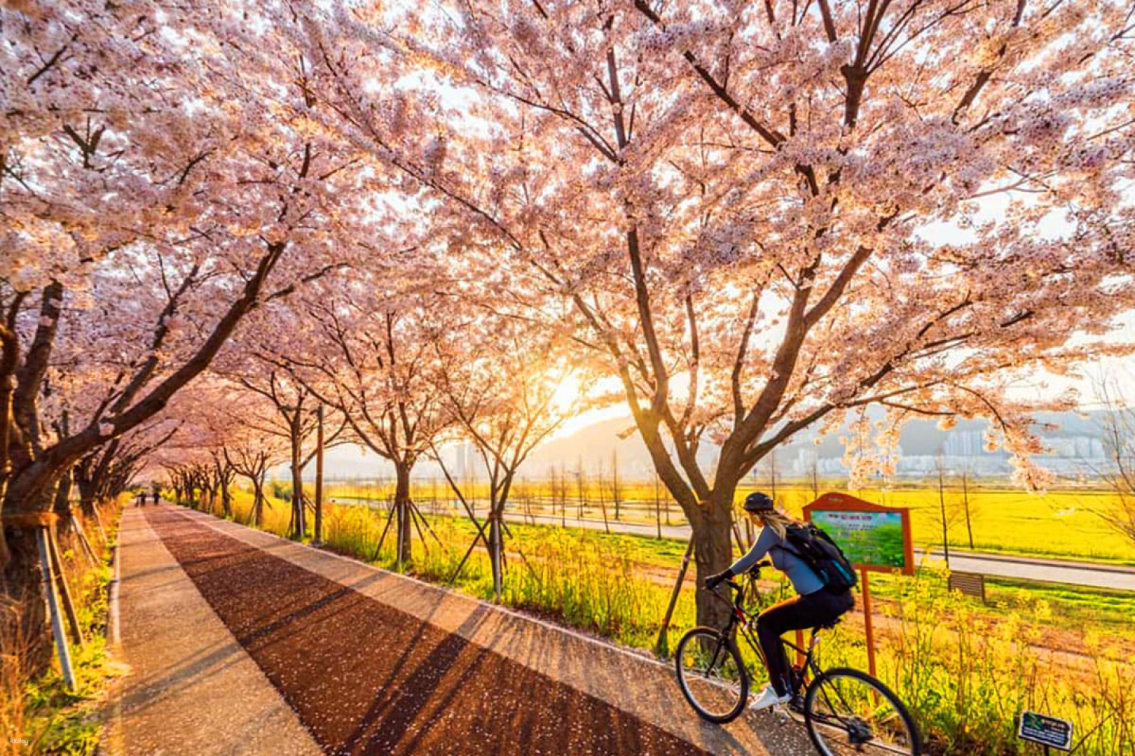 Day Tour from Busan | Romantic Cherry Blossom Random Tour | South Korea - Photo 1 of 7